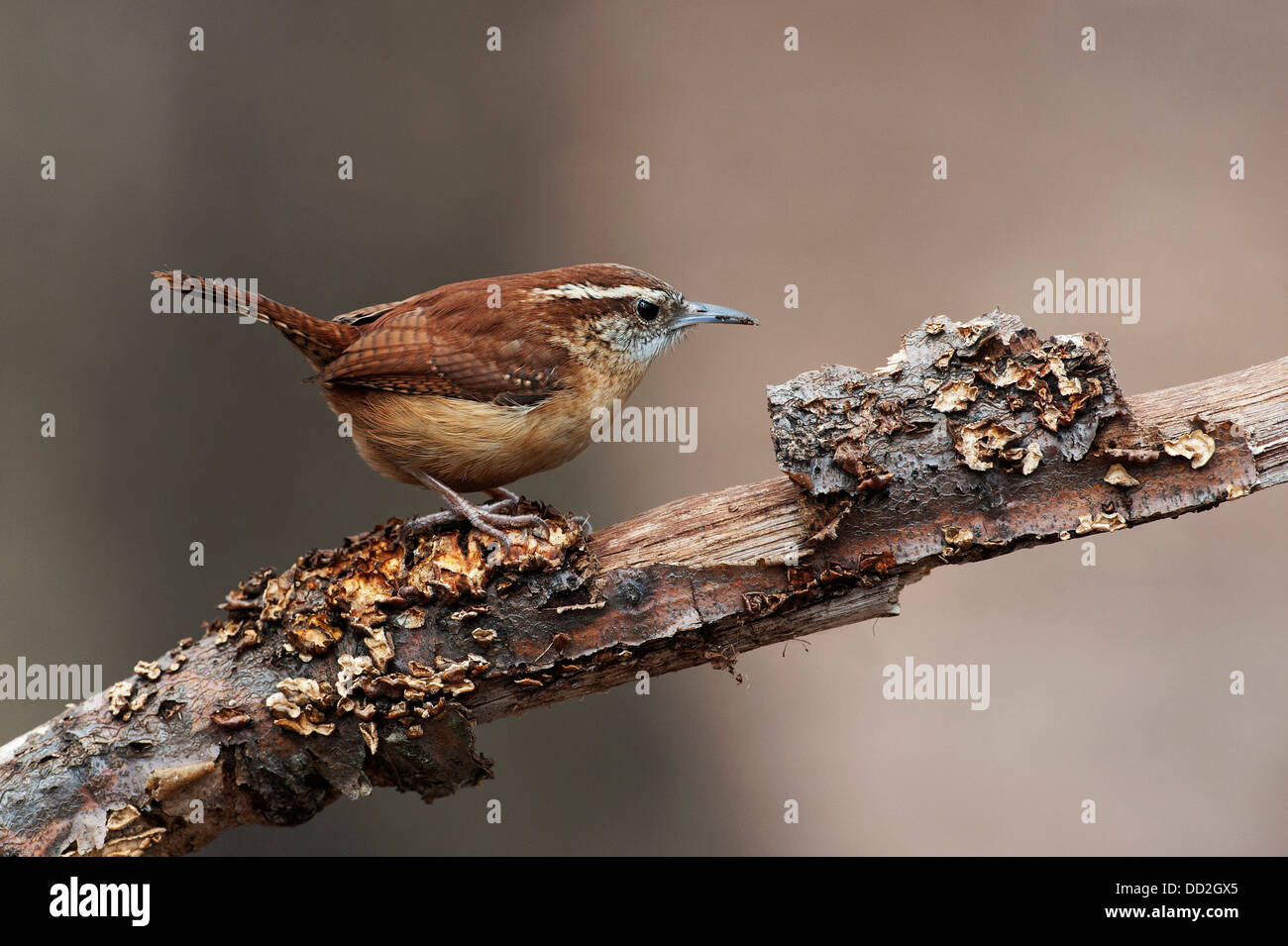 Carolina wren Stock Photo