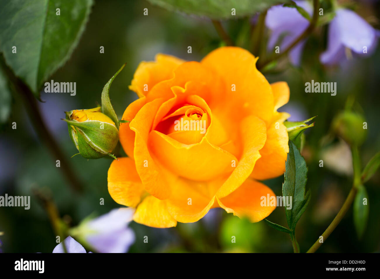 A rosebud of the beautiful orange rose, 'Bowled Over' Stock Photo