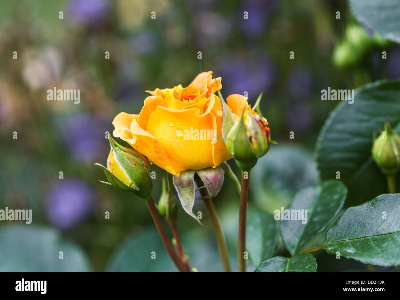 A rosebud of the beautiful orange rose, 'Bowled Over' Stock Photo