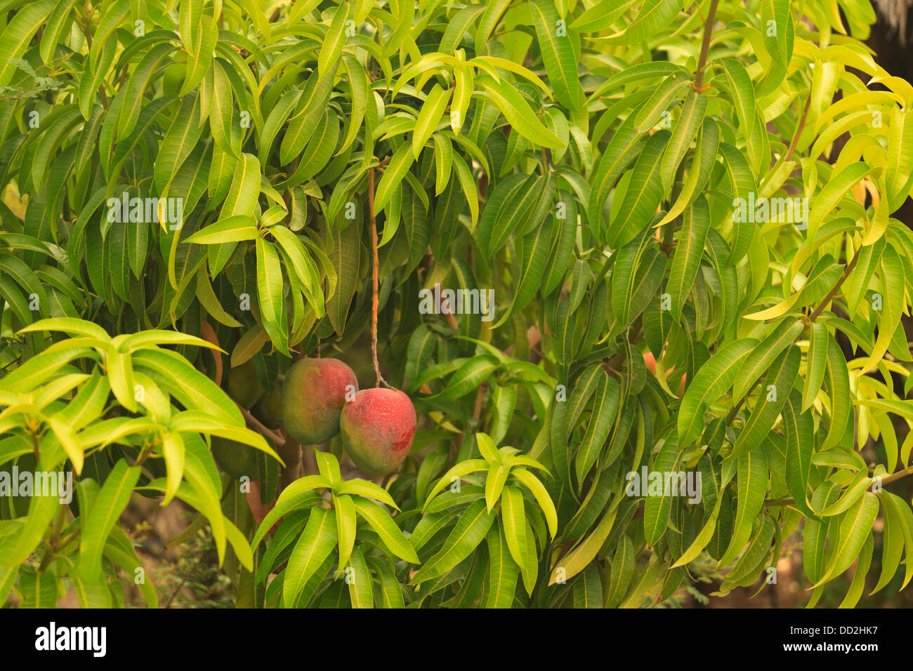 Ripe mango tree hires stock photography and images Alamy