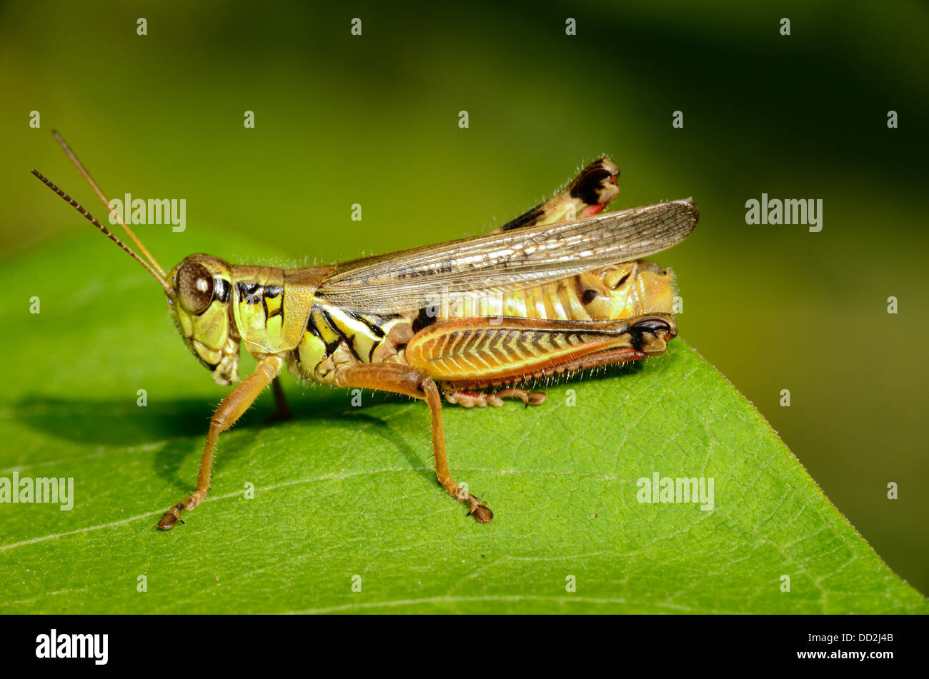 A Grasshopper perched on a green leaf. Stock Photo