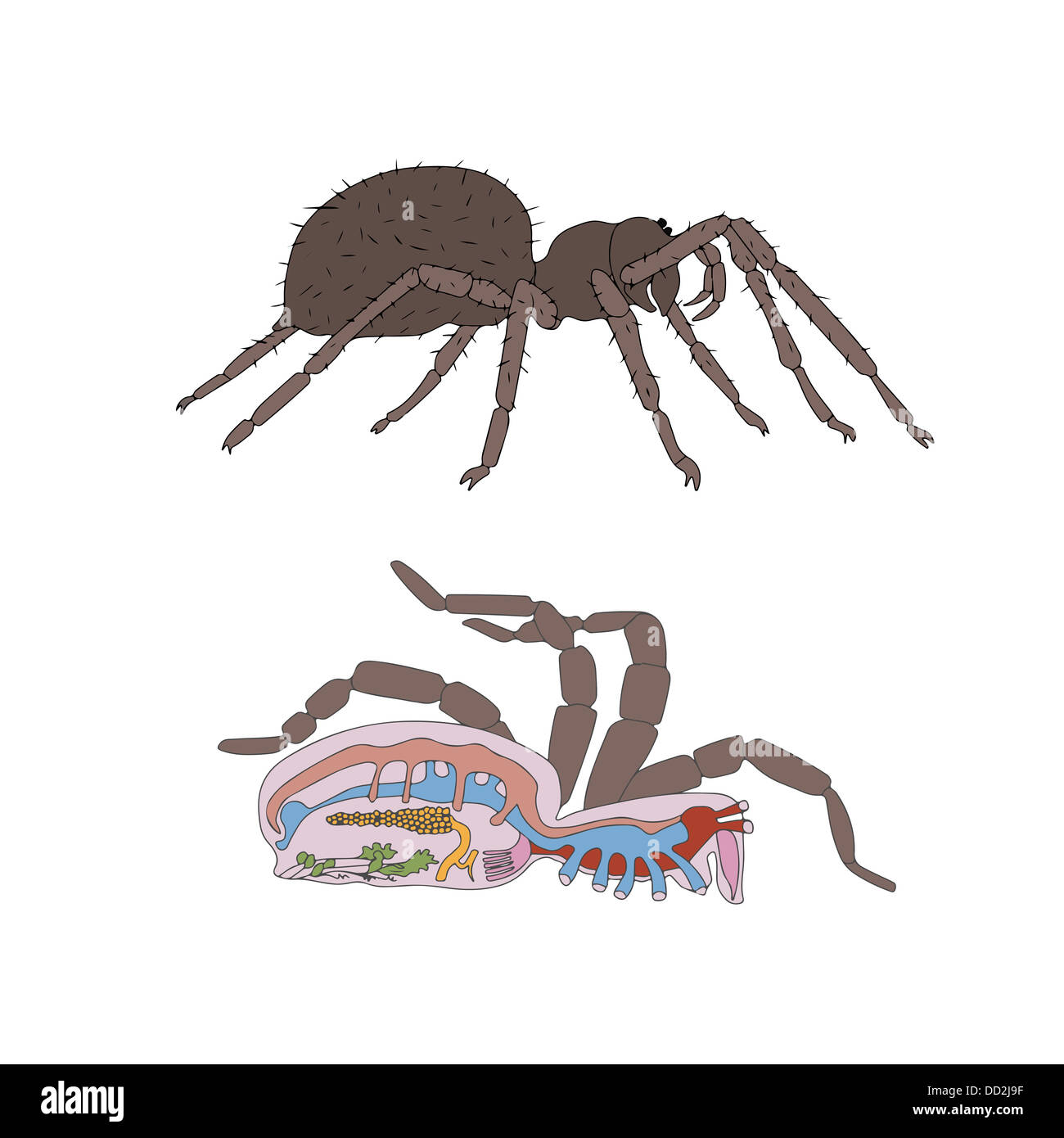 zoology, anatomy, morphology, cross-section of spider Stock Photo