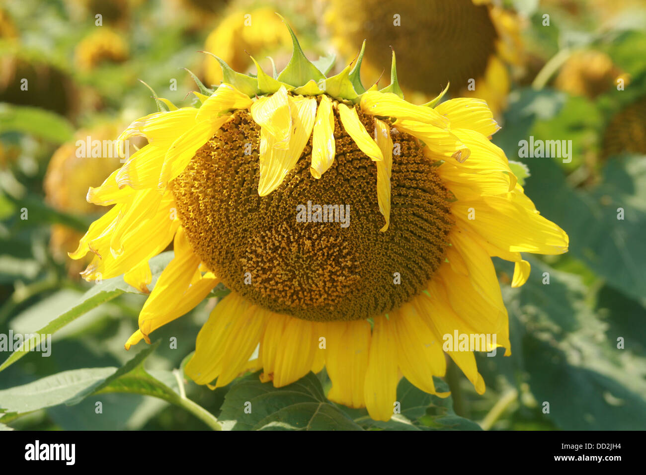 A field of sunflowers on a farm in Altona, Manitoba, Canada Stock Photo