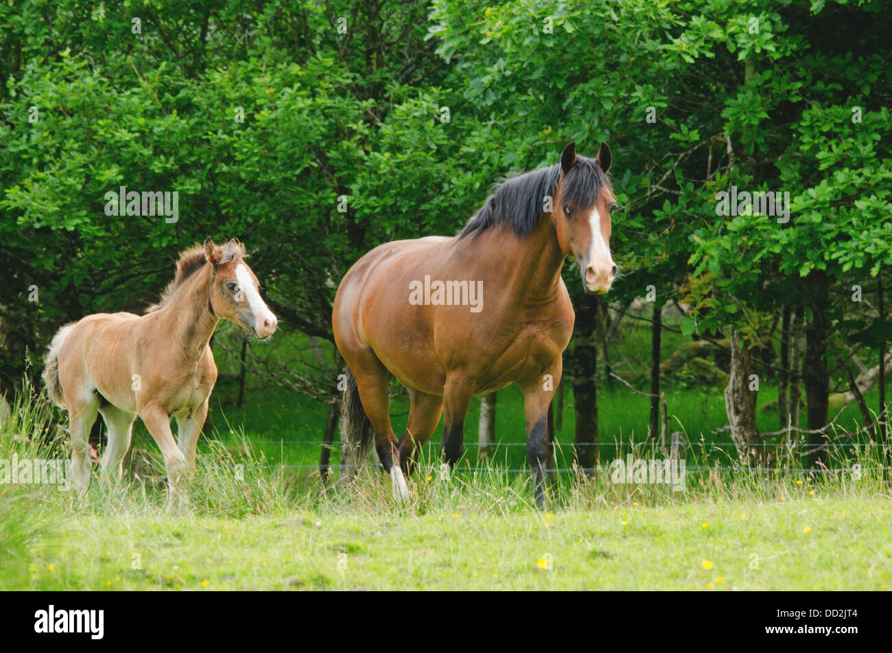Mare and Foal Stock Photo Alamy