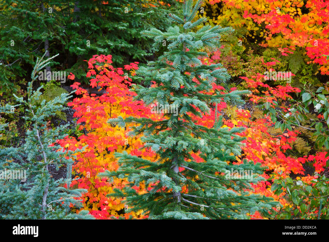 Autumn Coloured Vine Maples In Mt. Hood National Forest; Oregon, United States of America Stock Photo