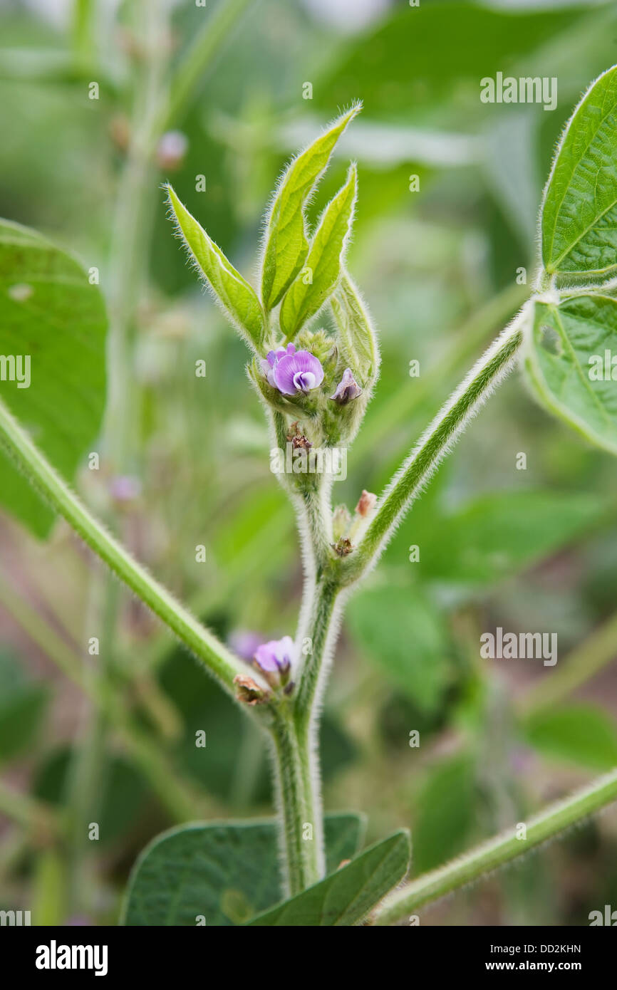 Close Up Of Flowering Soy Bean Plant; Port Colborne, Ontario, Canada Stock Photo