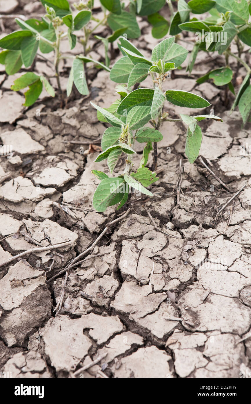 Soy Bean Plants In Cracked And Dry Soil; Port Colborne, Ontario, Canada Stock Photo