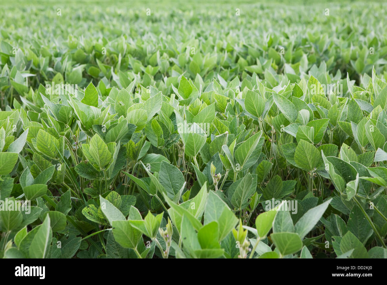 A Field Of Soy Bean Plants; Port Colborne, Ontario, Canada Stock Photo