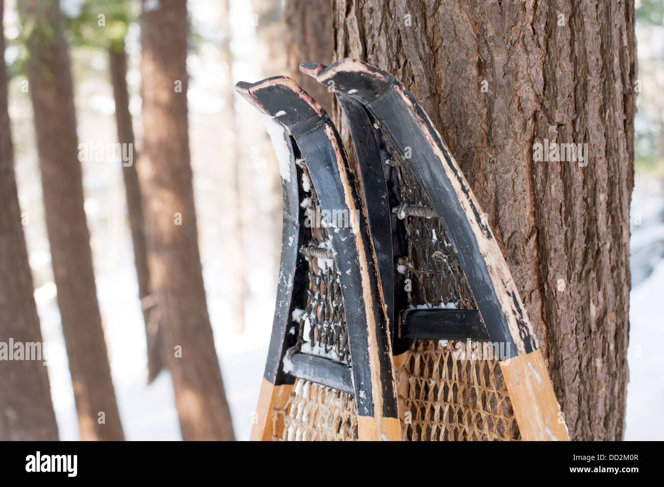 Detail of traditional wood and rawhide snowshoes. Stock Photo