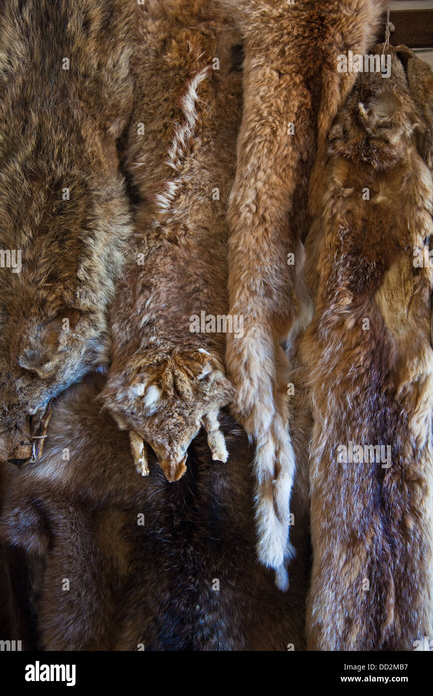 Fur trapping hires stock photography and images Alamy