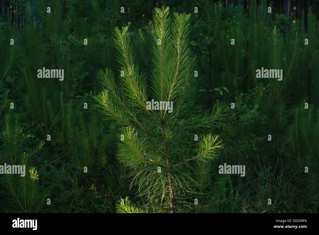 Close up of pine tree sapling Stock Photo Alamy