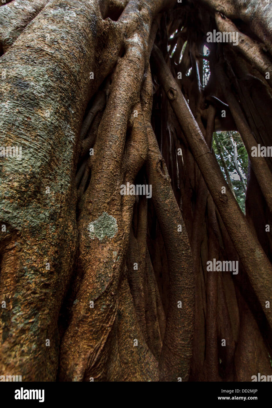 The twisted vines of a strangler fig making an unusual natural abstract background Stock Photo