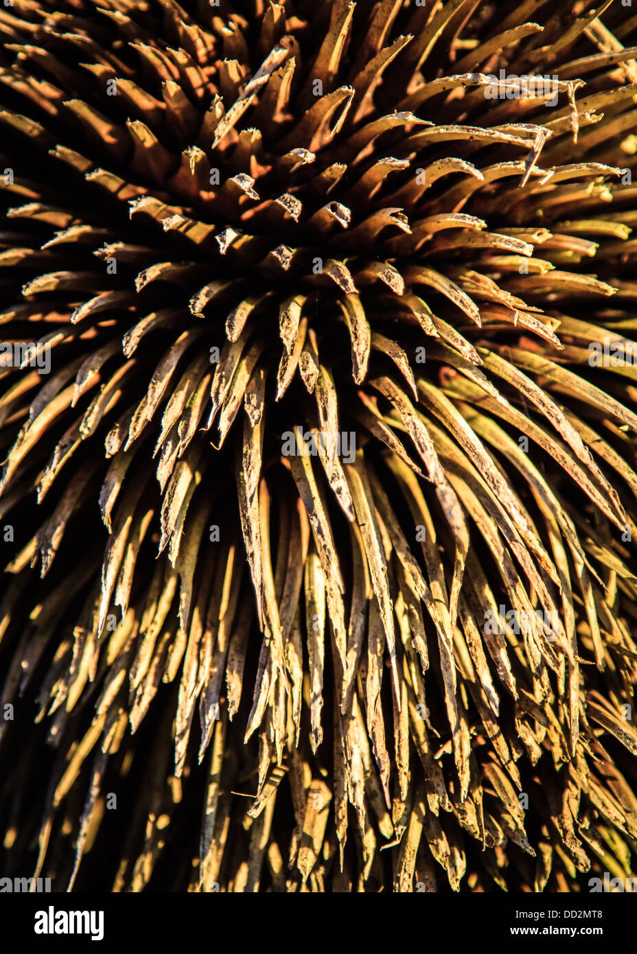 Close up of the brown spikes of the grasstree pine cone Stock Photo