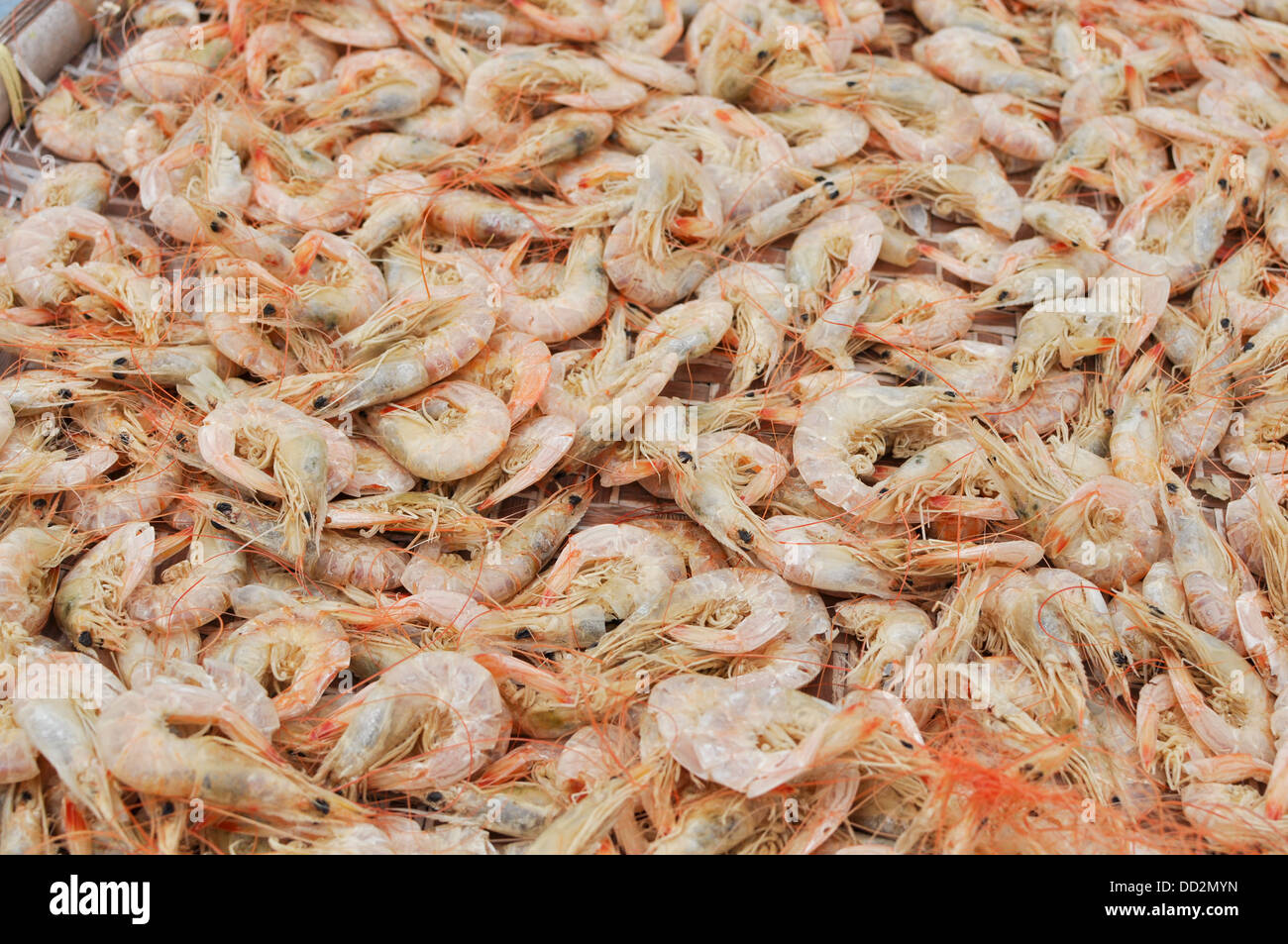 Lots of shrimps. Stock Photo