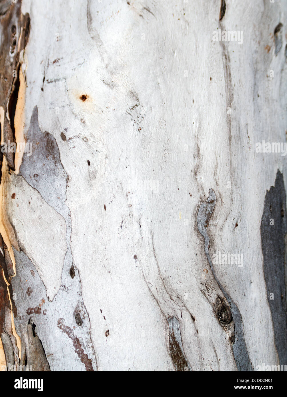 Pale white eucalyptus bark of an Australian Paperbark Eucalyptus Tree making an interesting textured background. Stock Photo