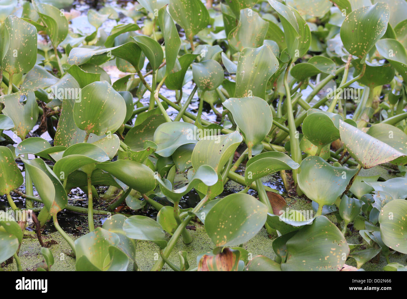 Lily pads floating on water Stock Photo Alamy