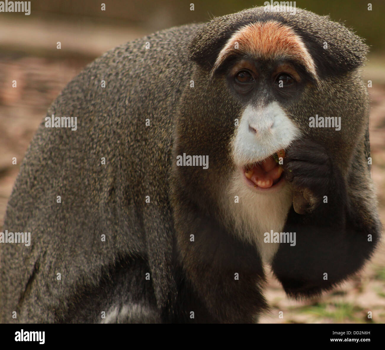 Guenon eating Stock Photo