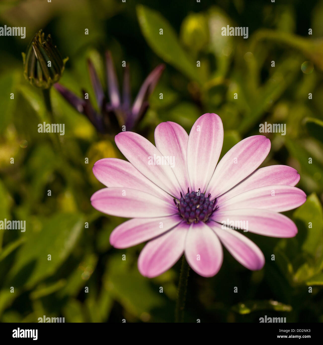 Light purple / lilac / pink flower of Cape Daisy with young buds in background Stock Photo