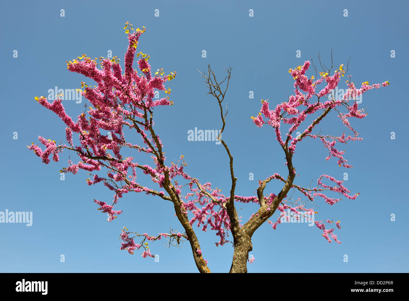 Tree in bloom, Calacuccia, Niolo Valley, Corsica, France Stock Photo