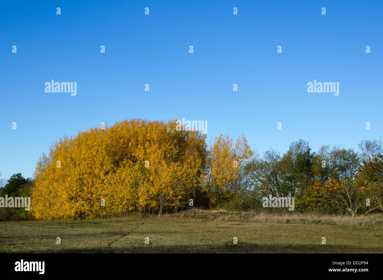 Golden aspen group Stock Photo Alamy
