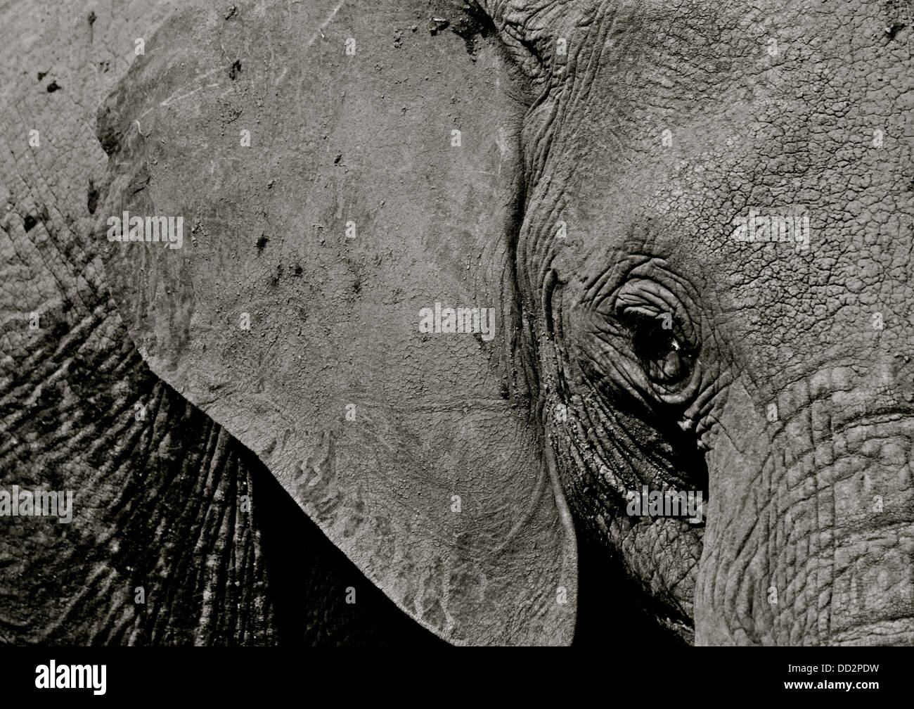 Close up photograph of elephant's face in black and white. Stock Photo