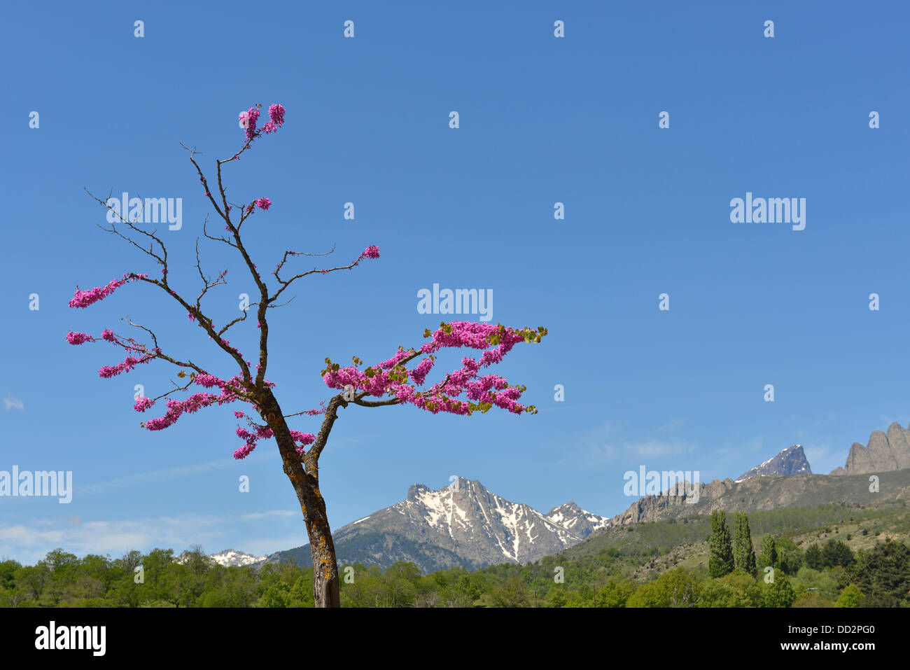 Tree in bloom with the Central Massif mountains in the background, Calacuccia, Niolo Valley, Corsica, France Stock Photo