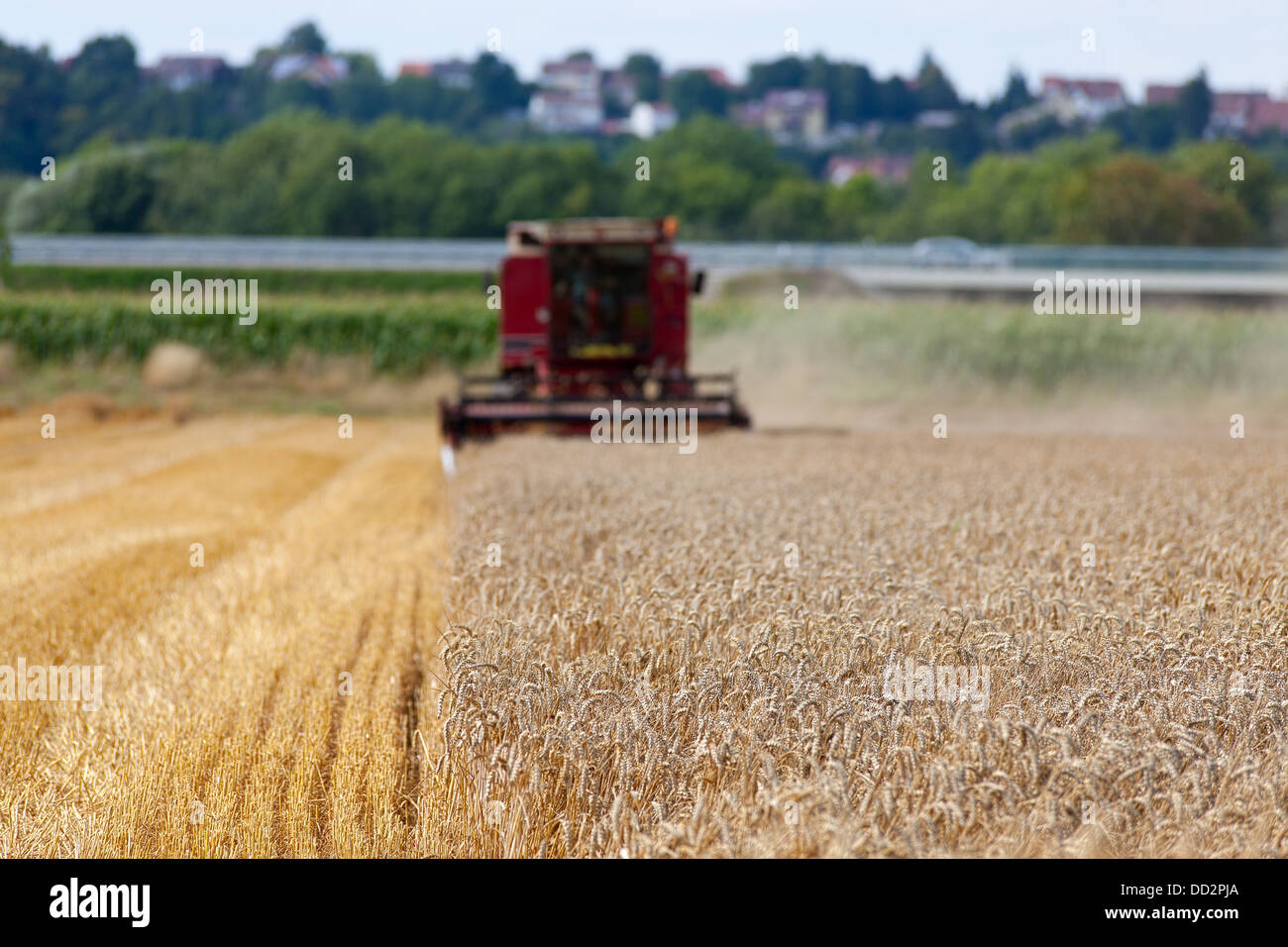 Red harvester at work on a cornfield Stock Photo