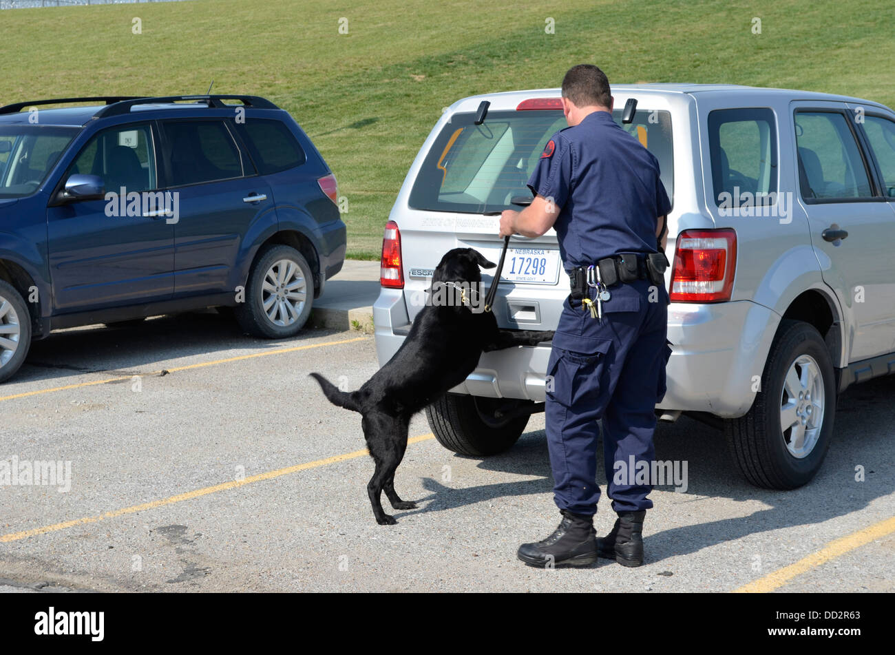 K-9 handler and dog is conducting searches for illegal drugs in an American  maximum security prison parking lot. Stock Photo