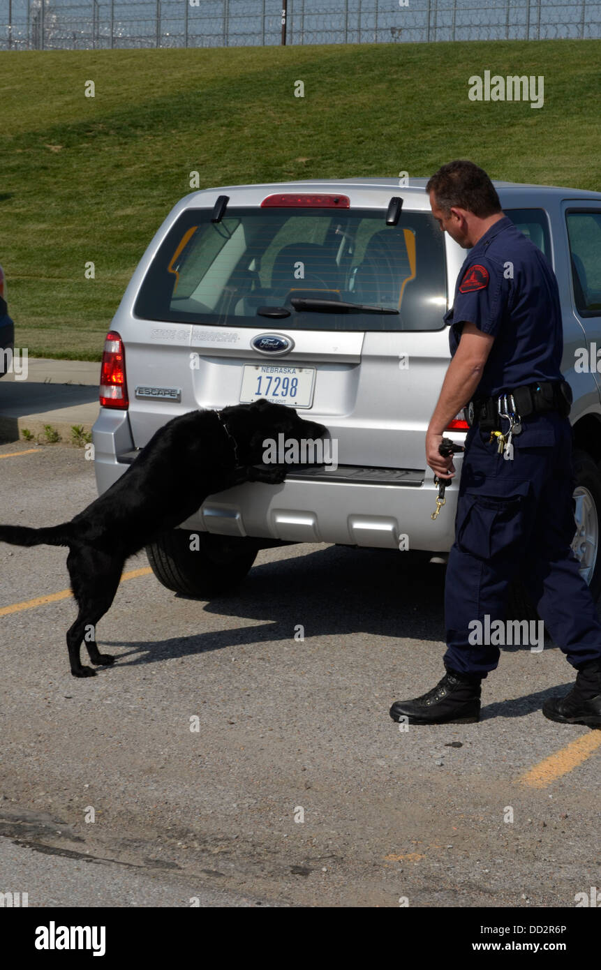 K-9 handler and dog is conducting searches for illegal drugs in an American  maximum security prison parking lot. Stock Photo