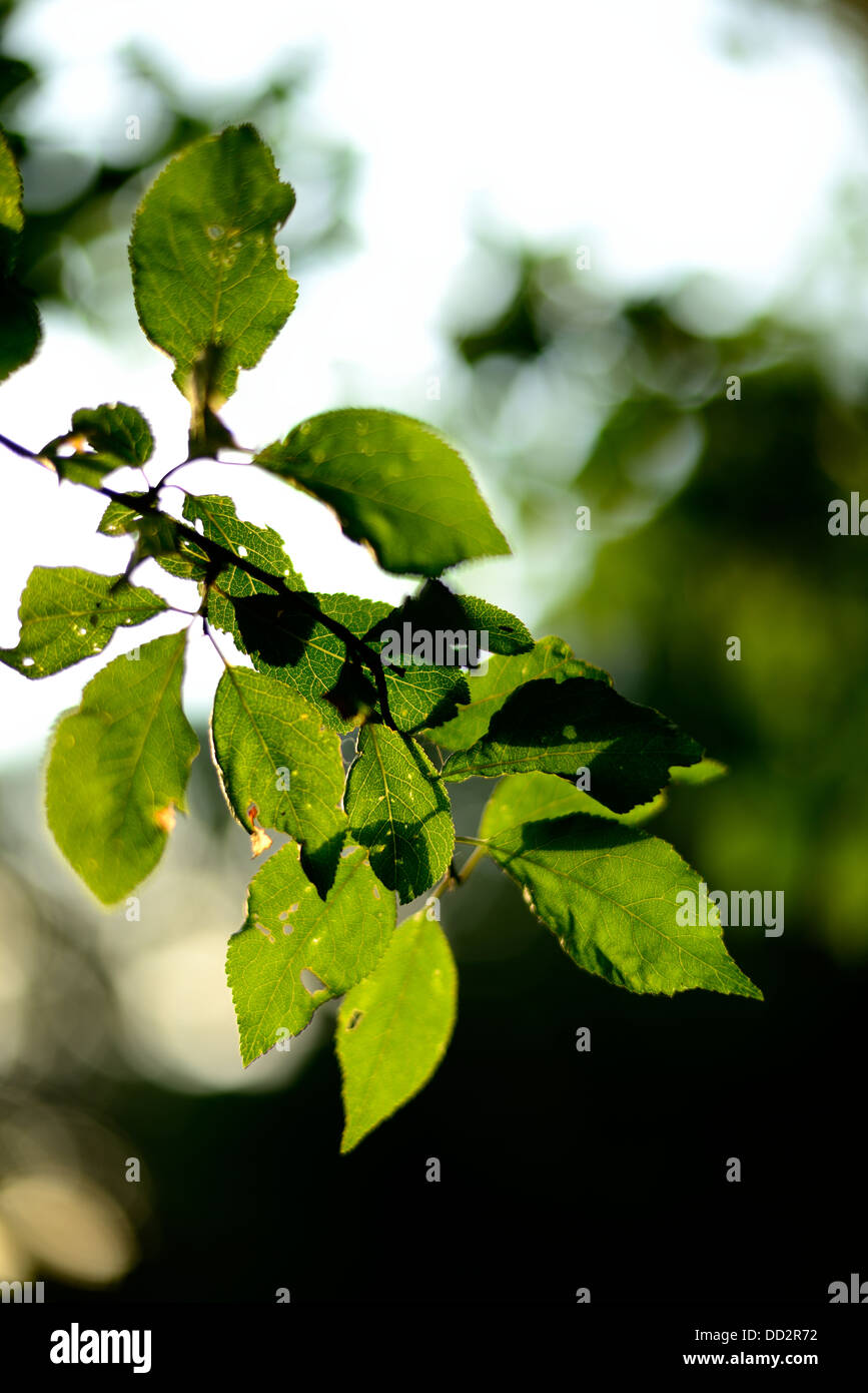 Autumn leaves on a branch Stock Photo - Alamy