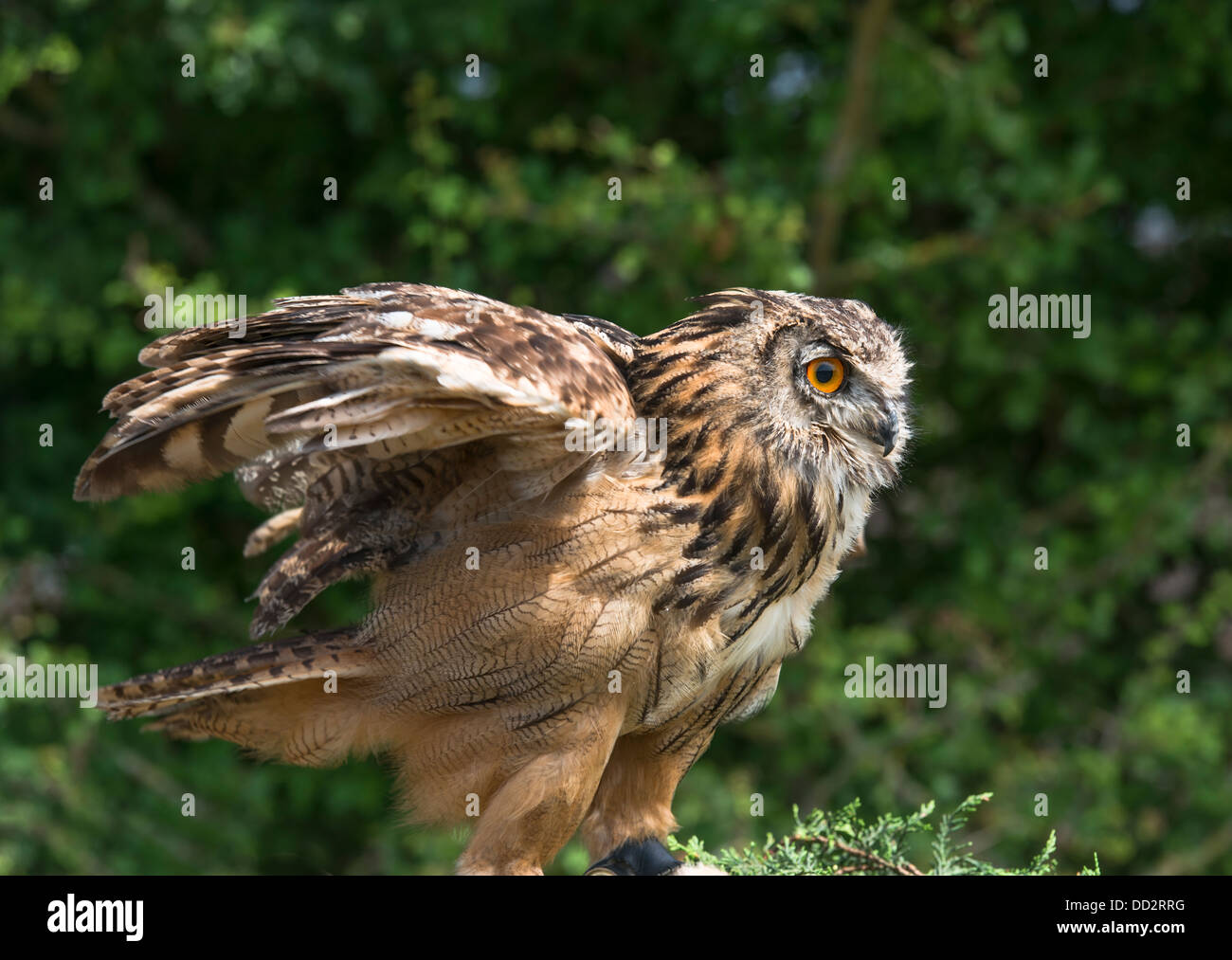 Eagle owl, budo budo Stock Photo - Alamy