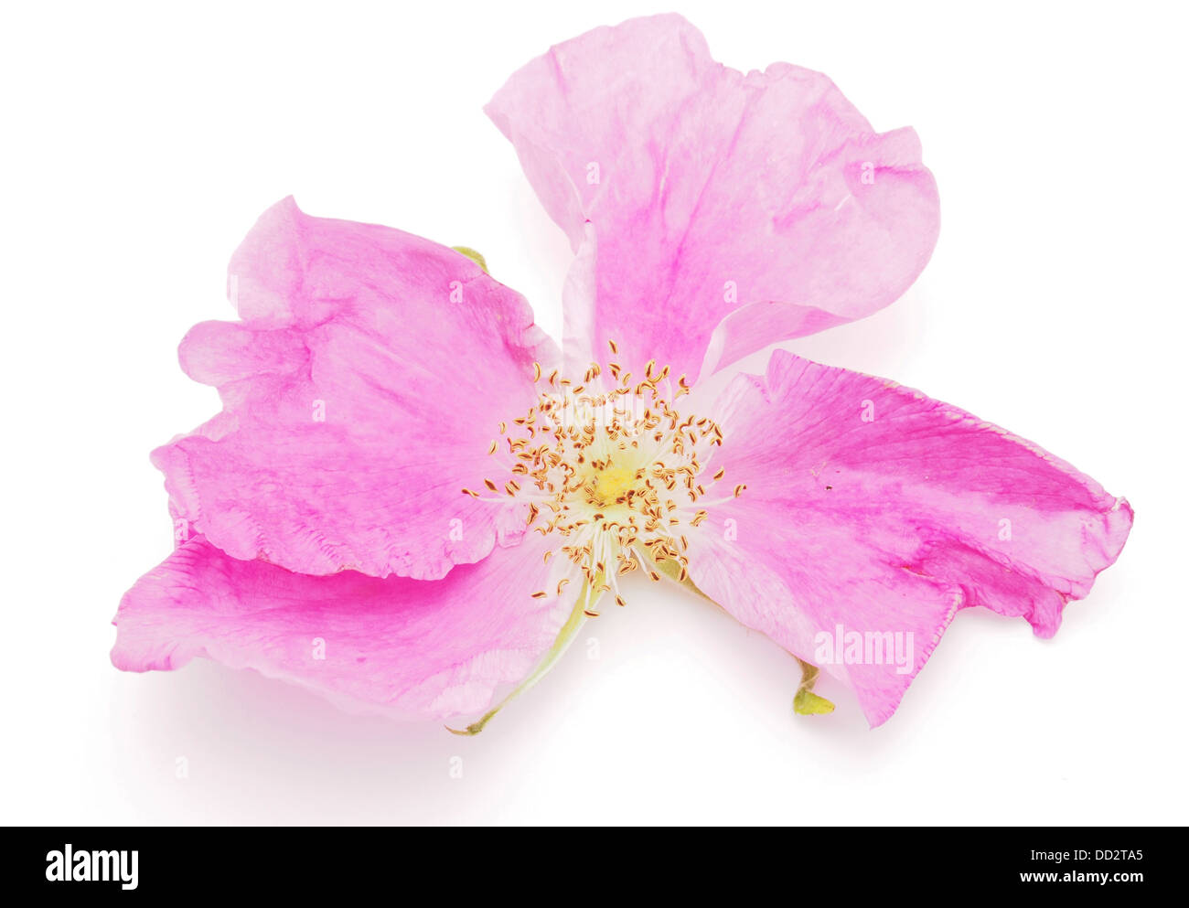 wild rose flower on a white background Stock Photo - Alamy