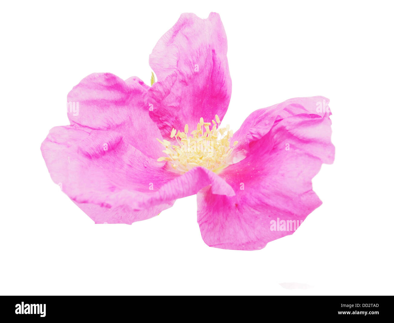 wild rose flower on a white background Stock Photo - Alamy