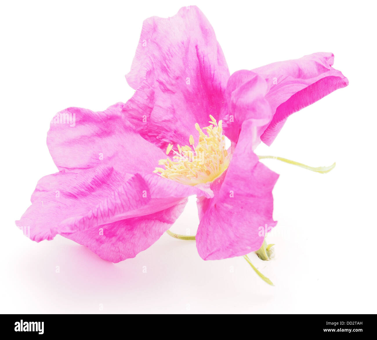 wild rose flower on a white background Stock Photo - Alamy