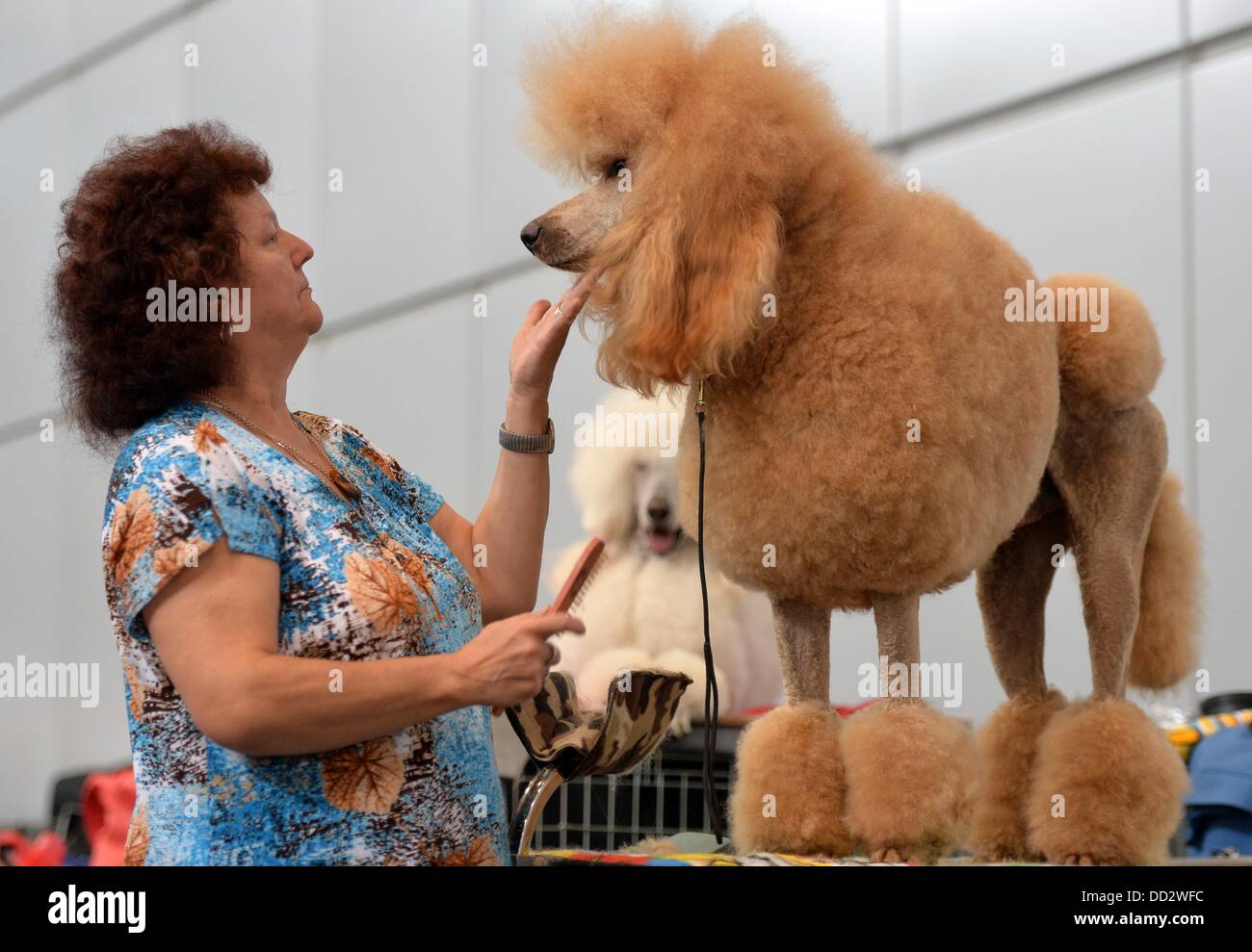 Leipzig, Germany. 24th Aug, 2013. The poodle from Elke Raschke is