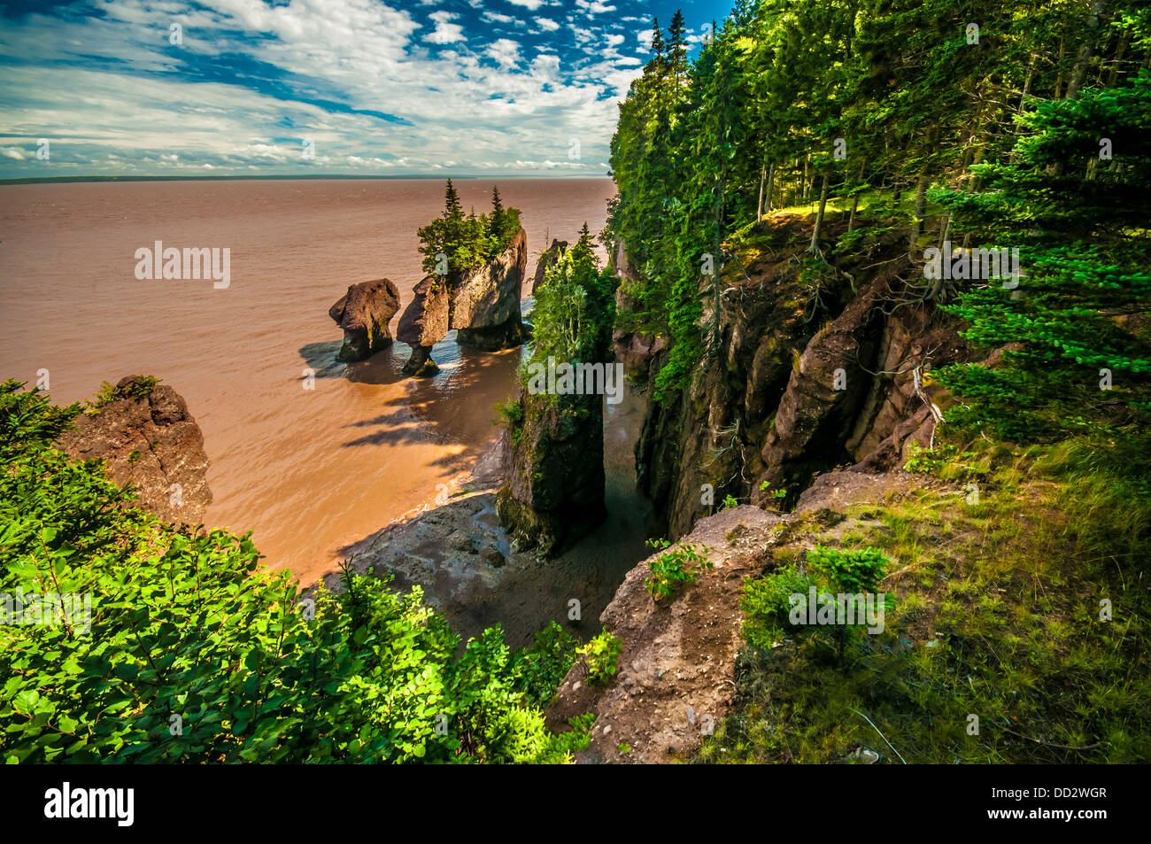 450+ Hopewell Rocks Beach Stock Photos, Pictures & Royalty-Free