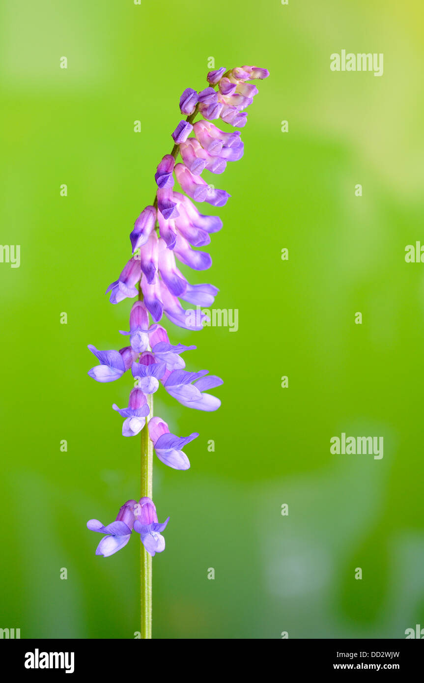 Tufted vetch Vicia cracca vertical portrait of pink  flowers with nice out focus background. Stock Photo
