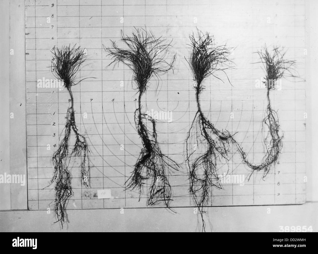 Young plants Black and White Stock Photos & Images - Alamy