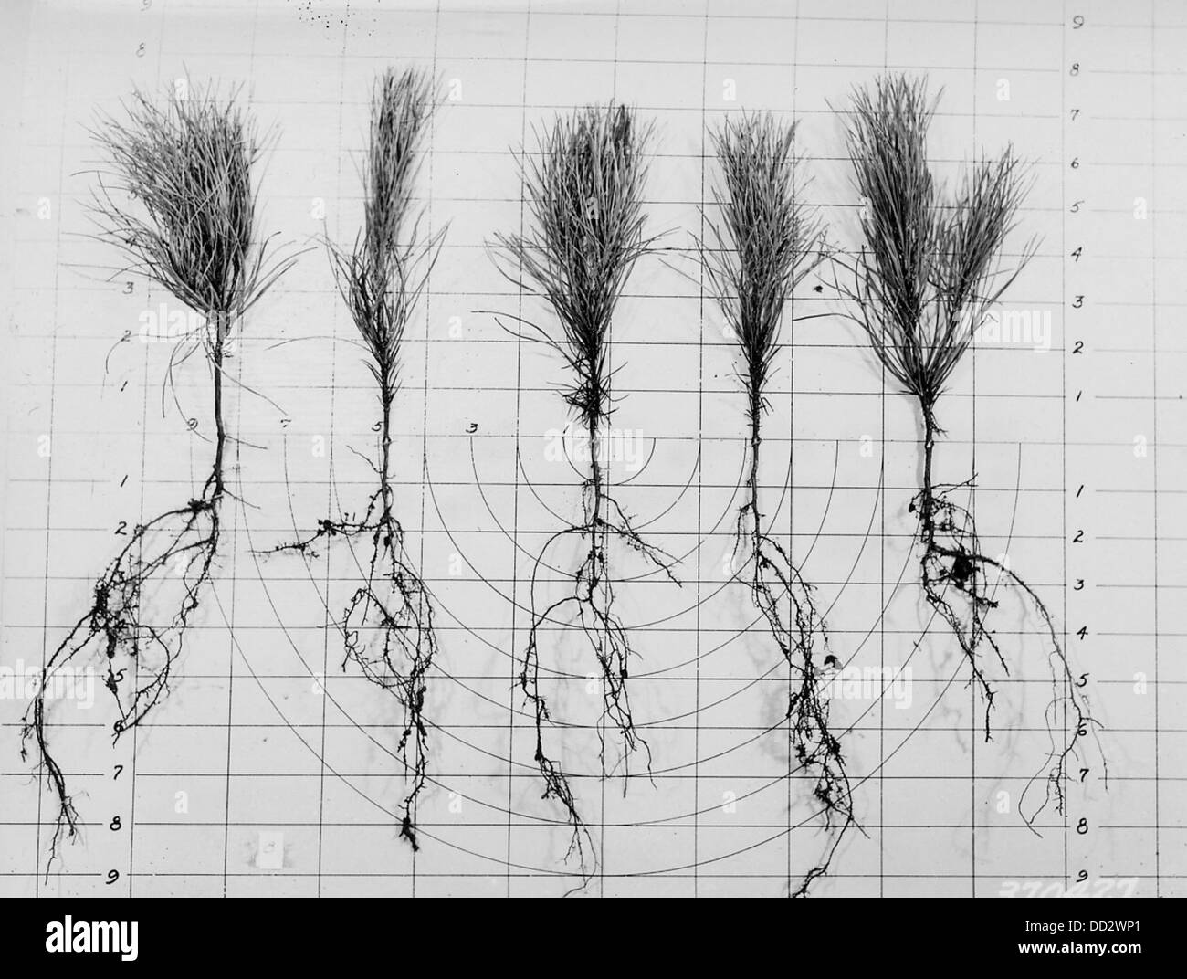 Nursery Stock at Cass Lake Nursery 2128147 Stock Photo Alamy