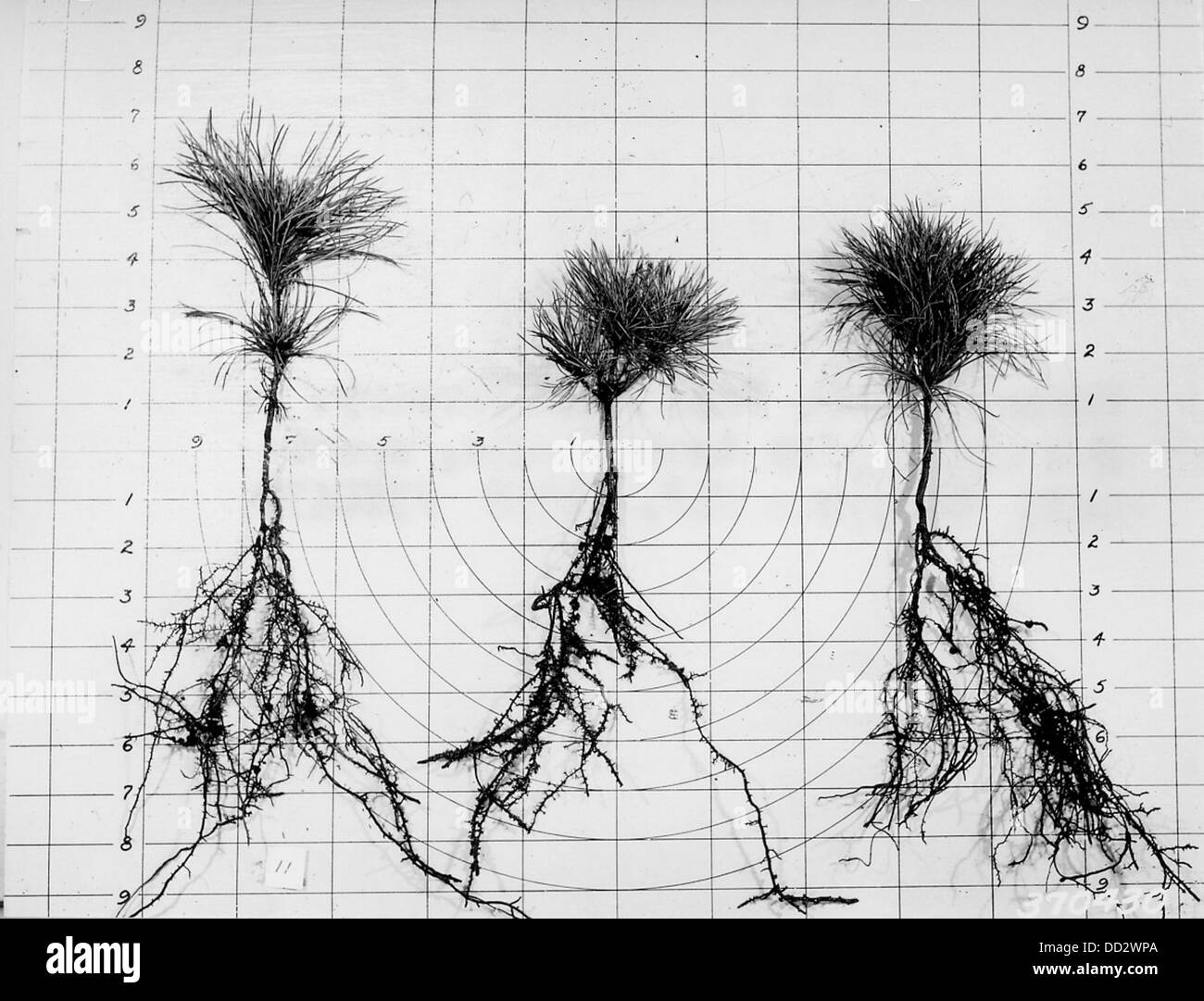 Nursery Stock at Cass Lake Nursery 2128150 Stock Photo Alamy