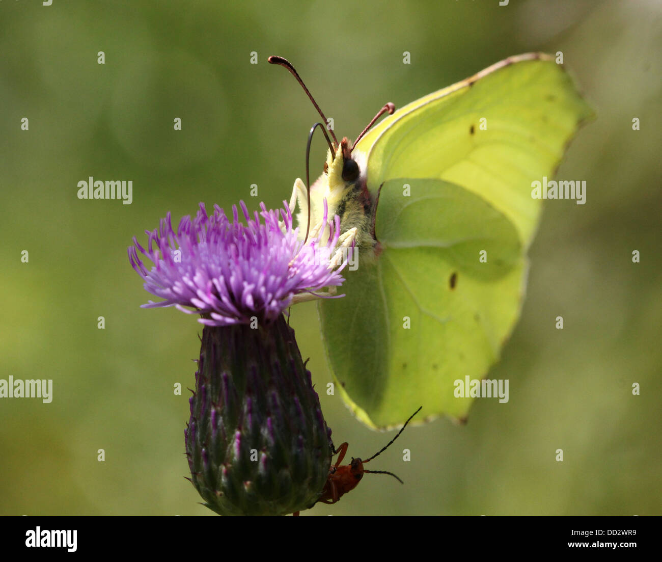 Detailed macro-shot of a Common Brimstone-butterfly (Gonepteryx rhamni) foraging on a variety of different flowers Stock Photo