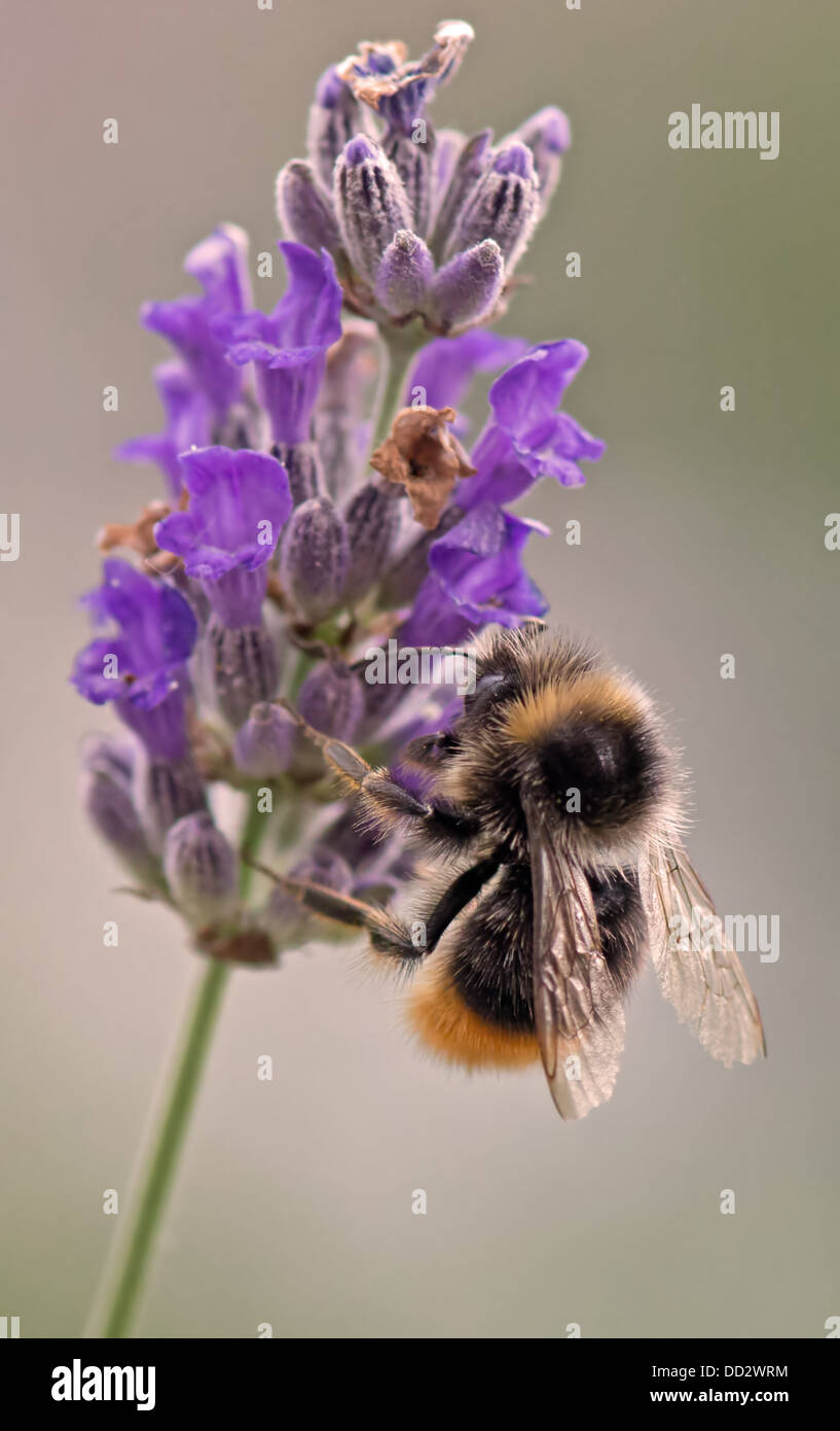 Buff- Tailed Bumble Bee-Bombus terrestris feeding on English Lavender-Lavandula. Summer. Uk Stock Photo