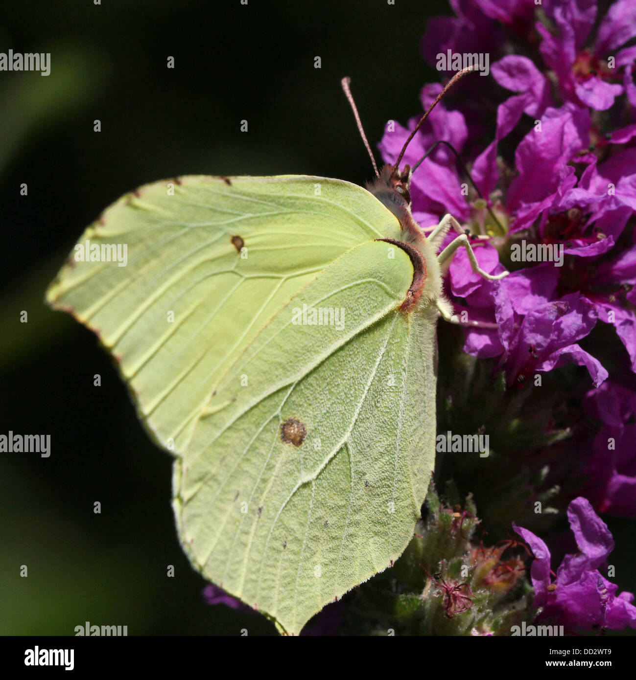 European Common Brimstone-butterfly (Gonepteryx rhamni) foraging on Lythrum salicaria  - purple loosestrife Stock Photo