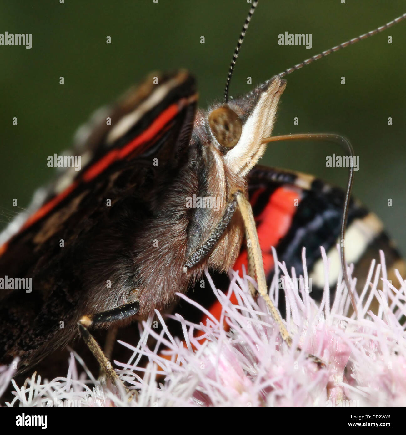 Extreme close-up of the head and upper body of  a Red admiral butterfly (vanessa atalanta) foraging on a flower Stock Photo