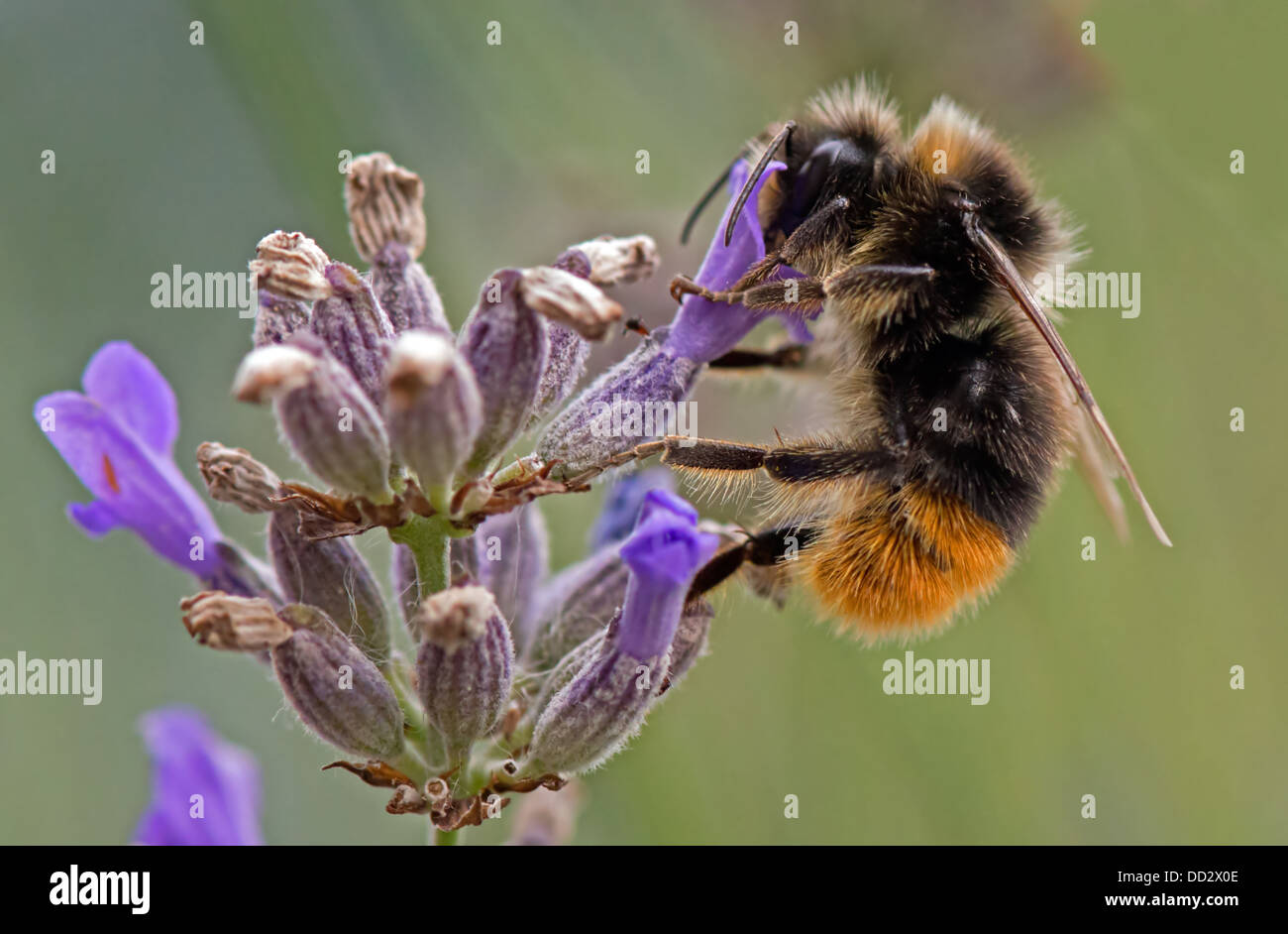 Buff- Tailed Bumble Bee-Bombus terrestris feeding on English Lavender-Lavandula. Summer. Uk Stock Photo