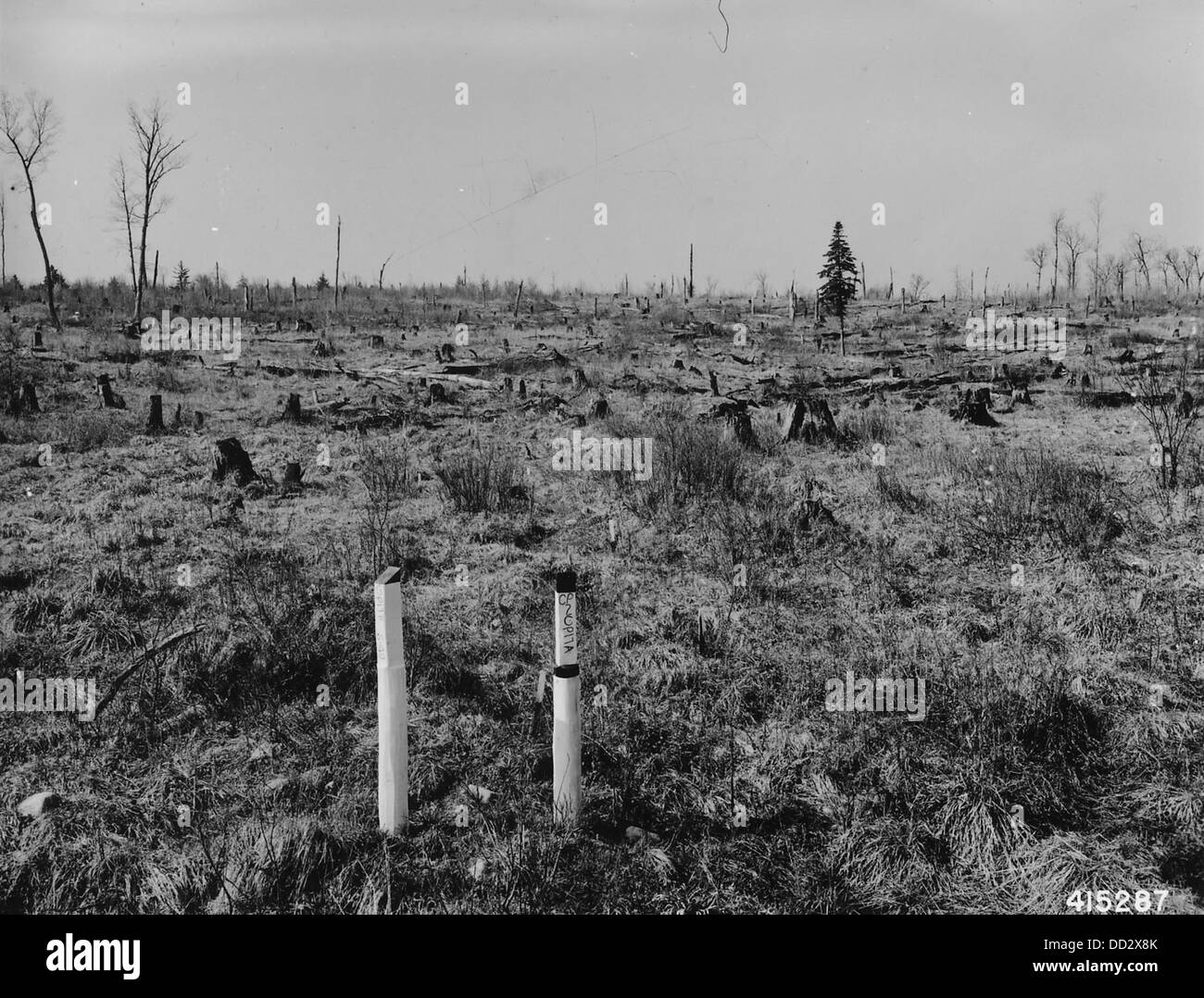 Plantation Number 17 in Glidden Ranger District - - 2129285 Stock Photo