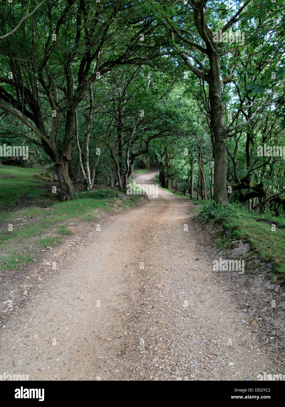 Dirt road in the New Forest, Hampshire, UK 2013 Stock Photo