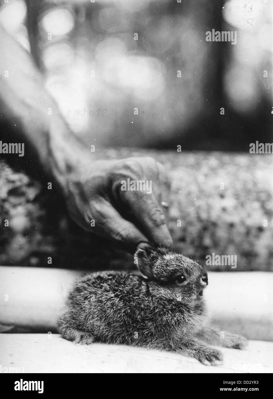 Snow Rabbit Feet North american rabbit Black and White Stock Photos & Images - Alamy
