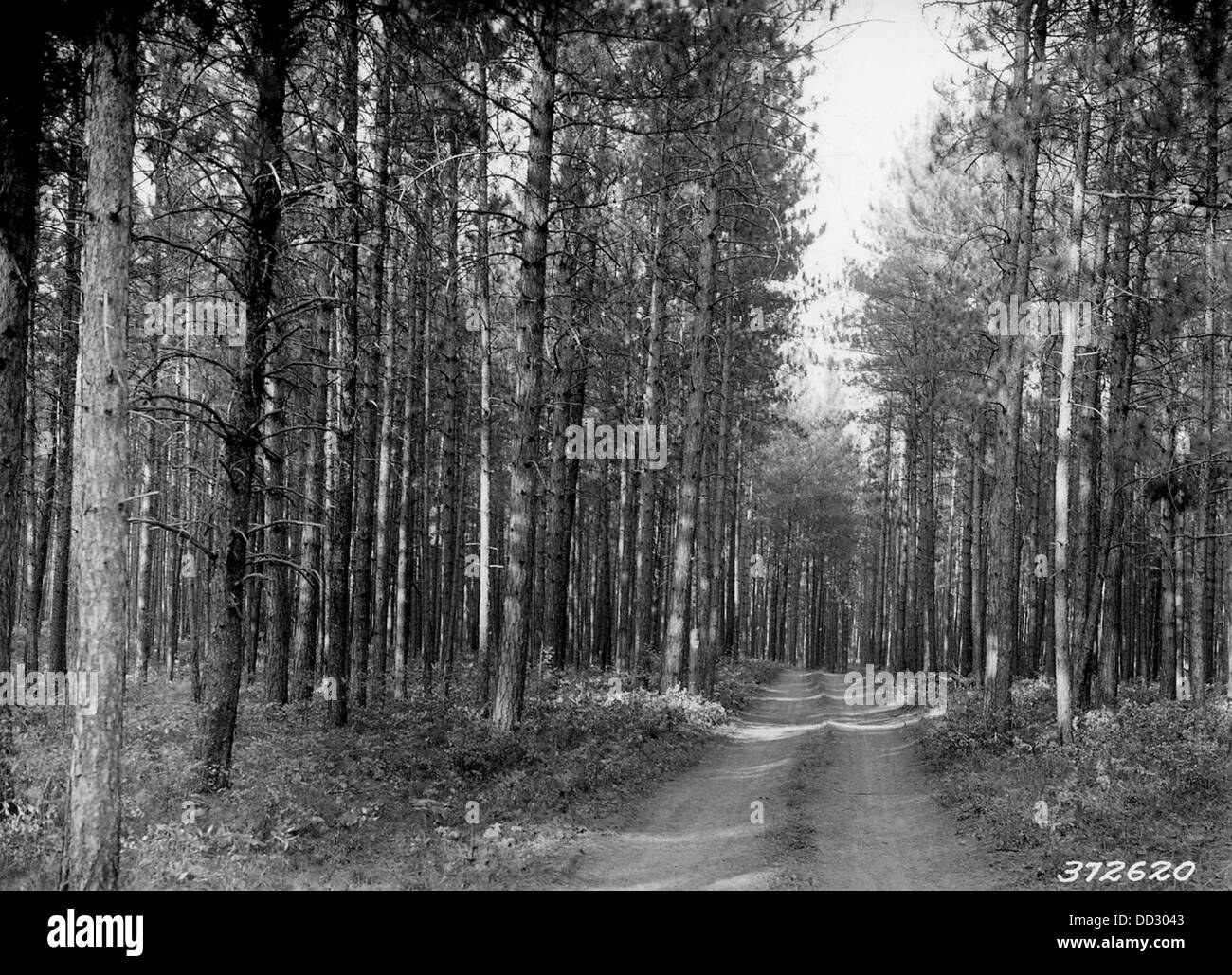 Old red pine Black and White Stock Photos & Images Alamy