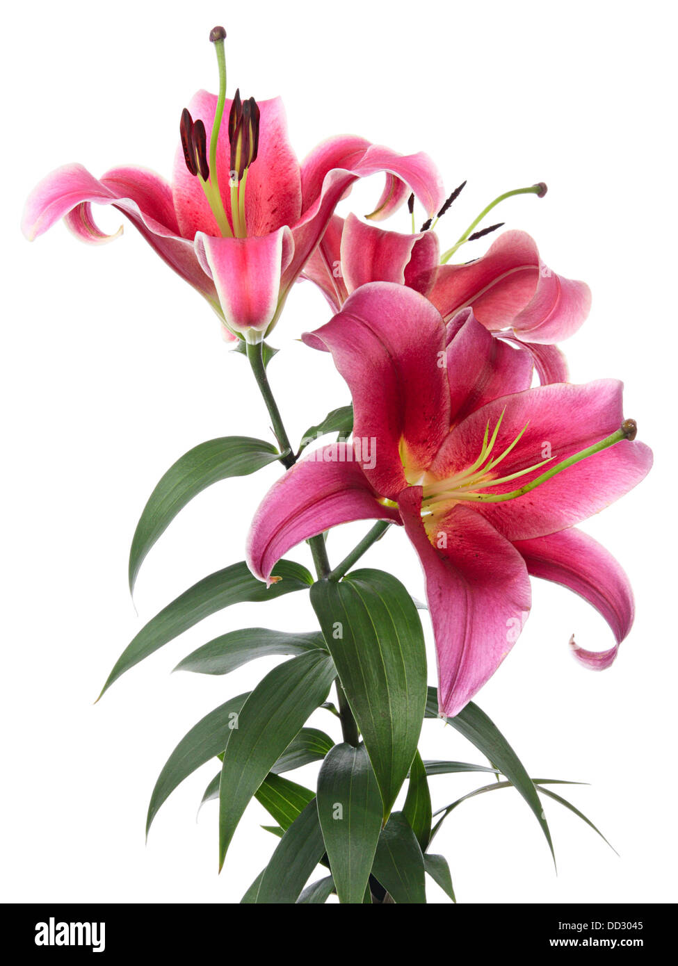 Beautiful pink lilies isolated on a white background Stock Photo - Alamy